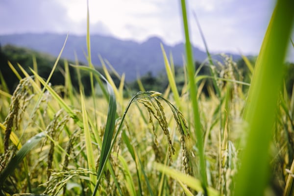 Risk-Taking Obedience